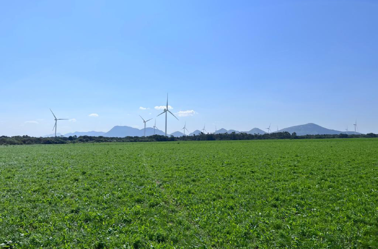 green climate