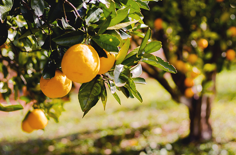 Planting the seeds for a more circular, low-carbon economy