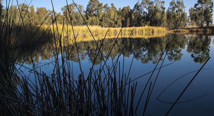 Three ways biodiversity awareness is critical to mining