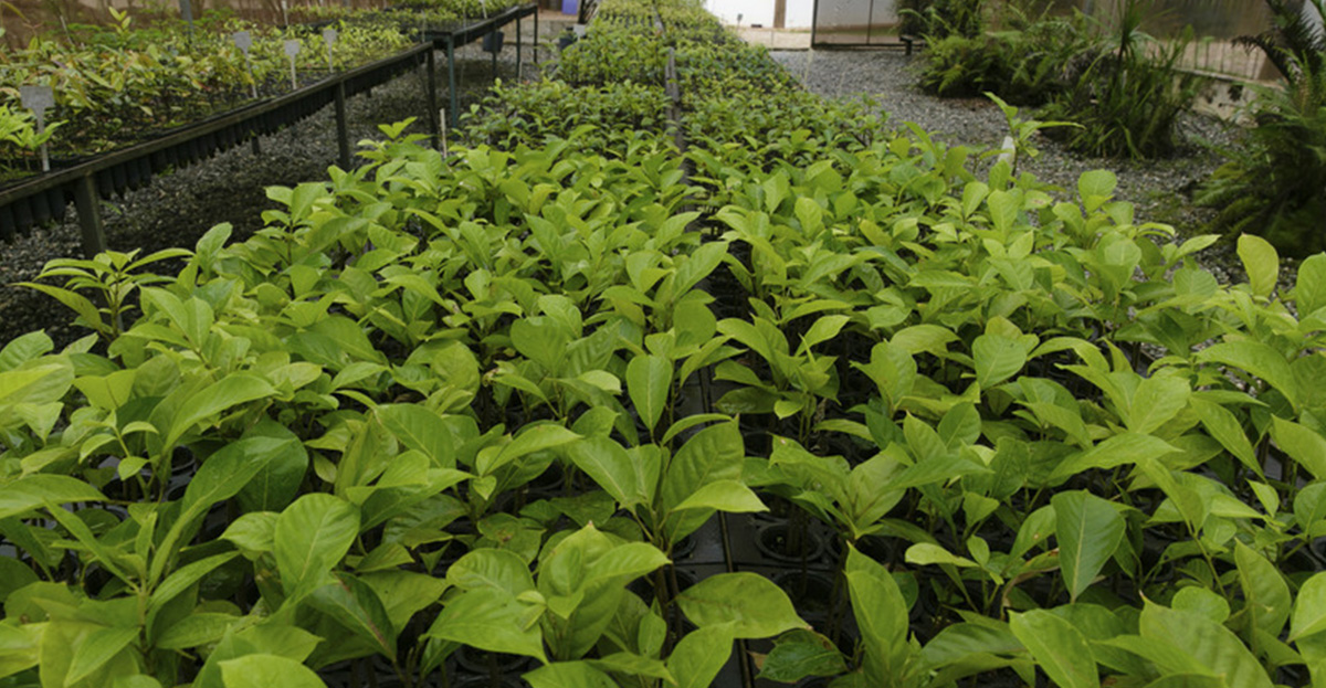 The Atlantic Rainforest originally covered around 60 million hectares