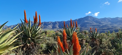 Beyond net positive: Our additional conservation actions for people and nature