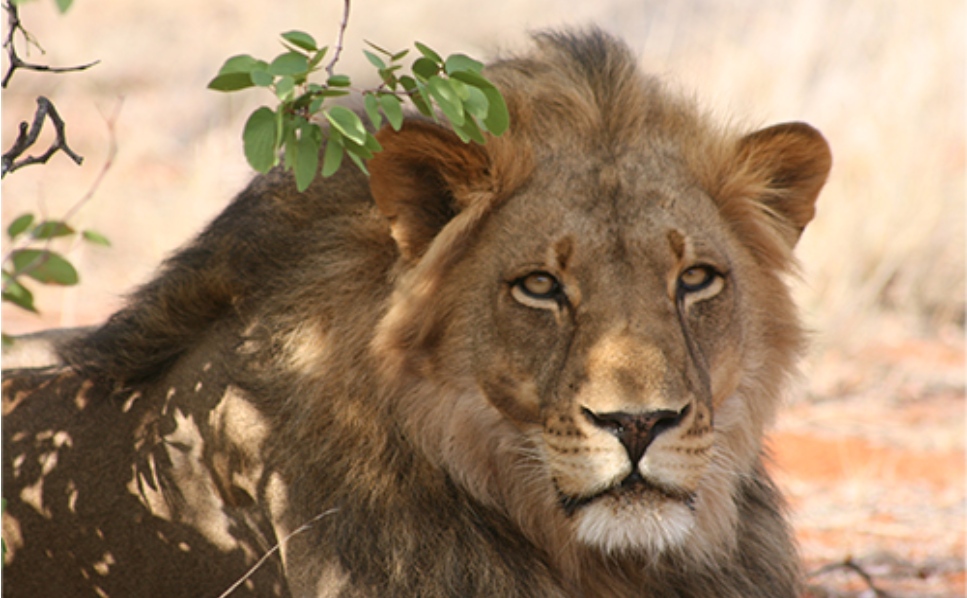 Sitting lion