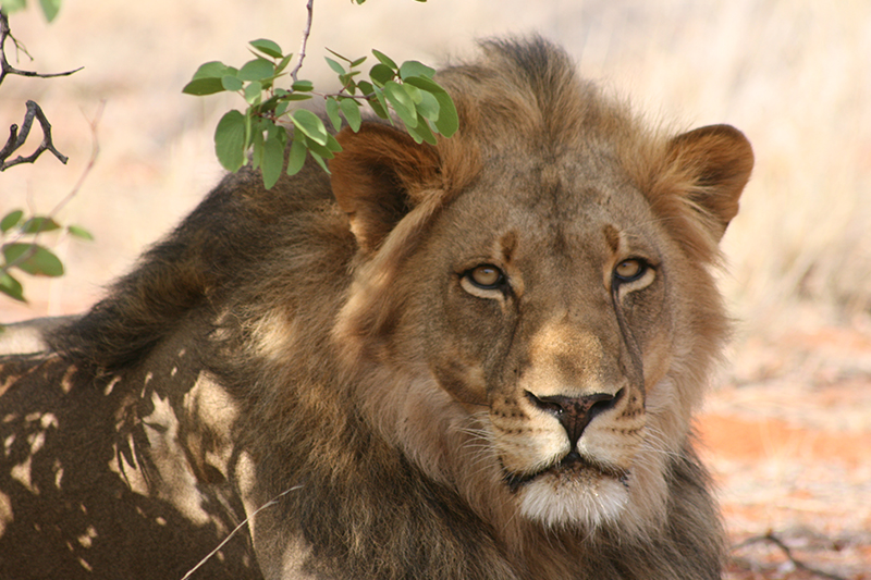 Lion