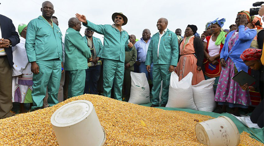 Lambasi agricultural initiative 4