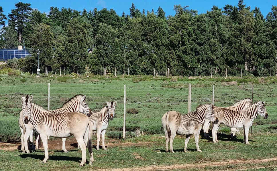 World Wildlife Day: our responsibilities as guardians of the land